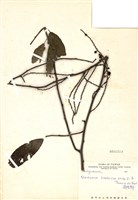 藏品(通條樹)的圖片